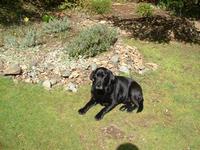 helio black labrador retriever