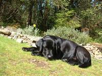 helio black labrador retriever