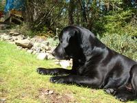 helio black labrador retriever