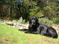 helio black labrador retriever