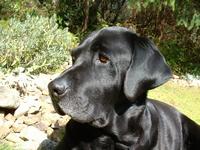 helio black labrador retriever