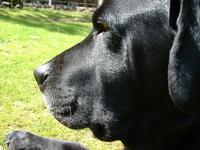 helio black labrador retriever