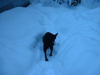 helio black labrador retriever