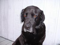 helio black labrador retriever