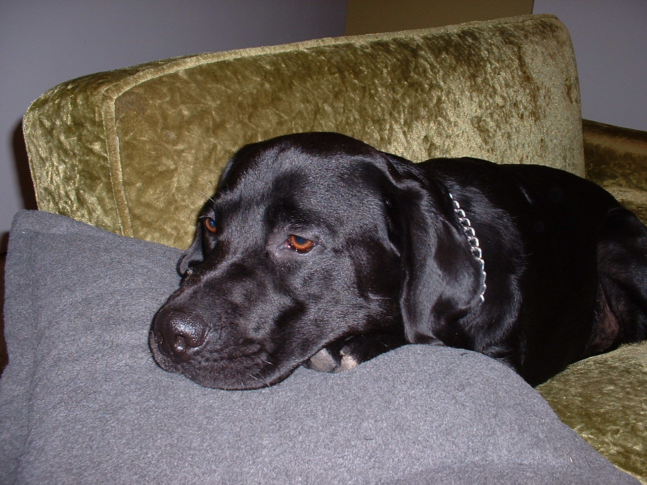 helio black labrador retriever