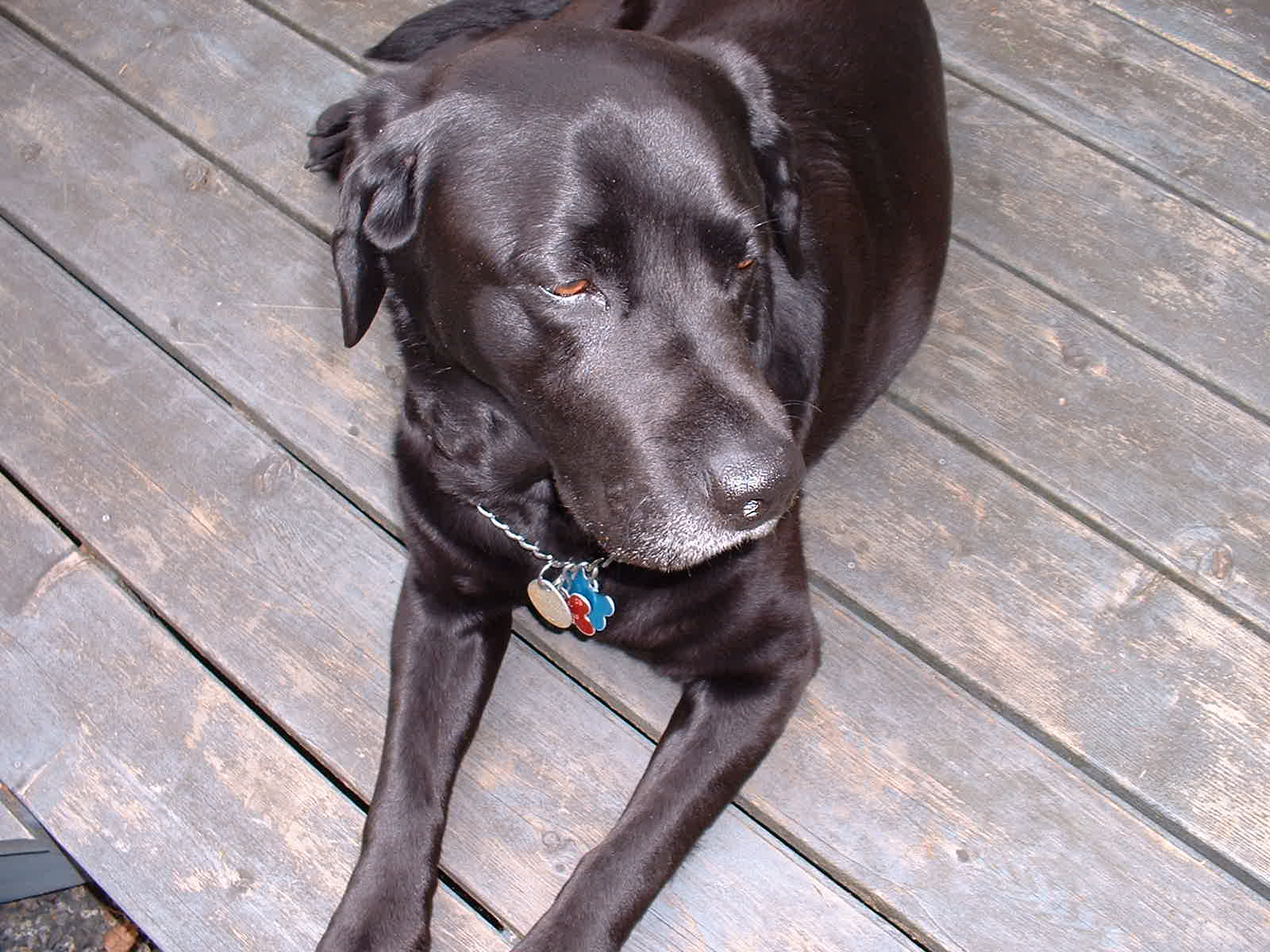 helio black labrador retriever