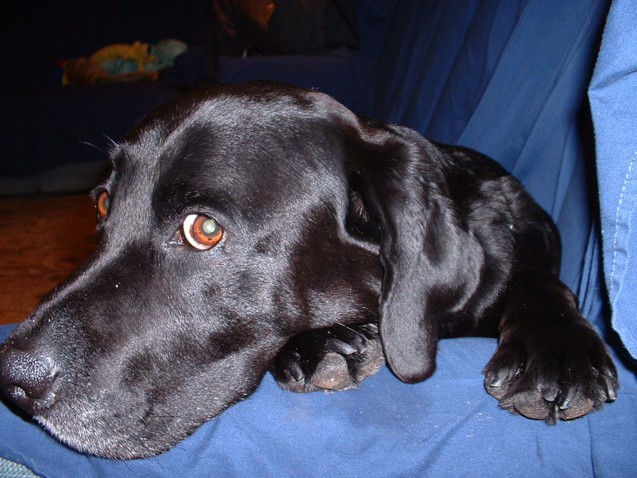 helio black labrador retriever