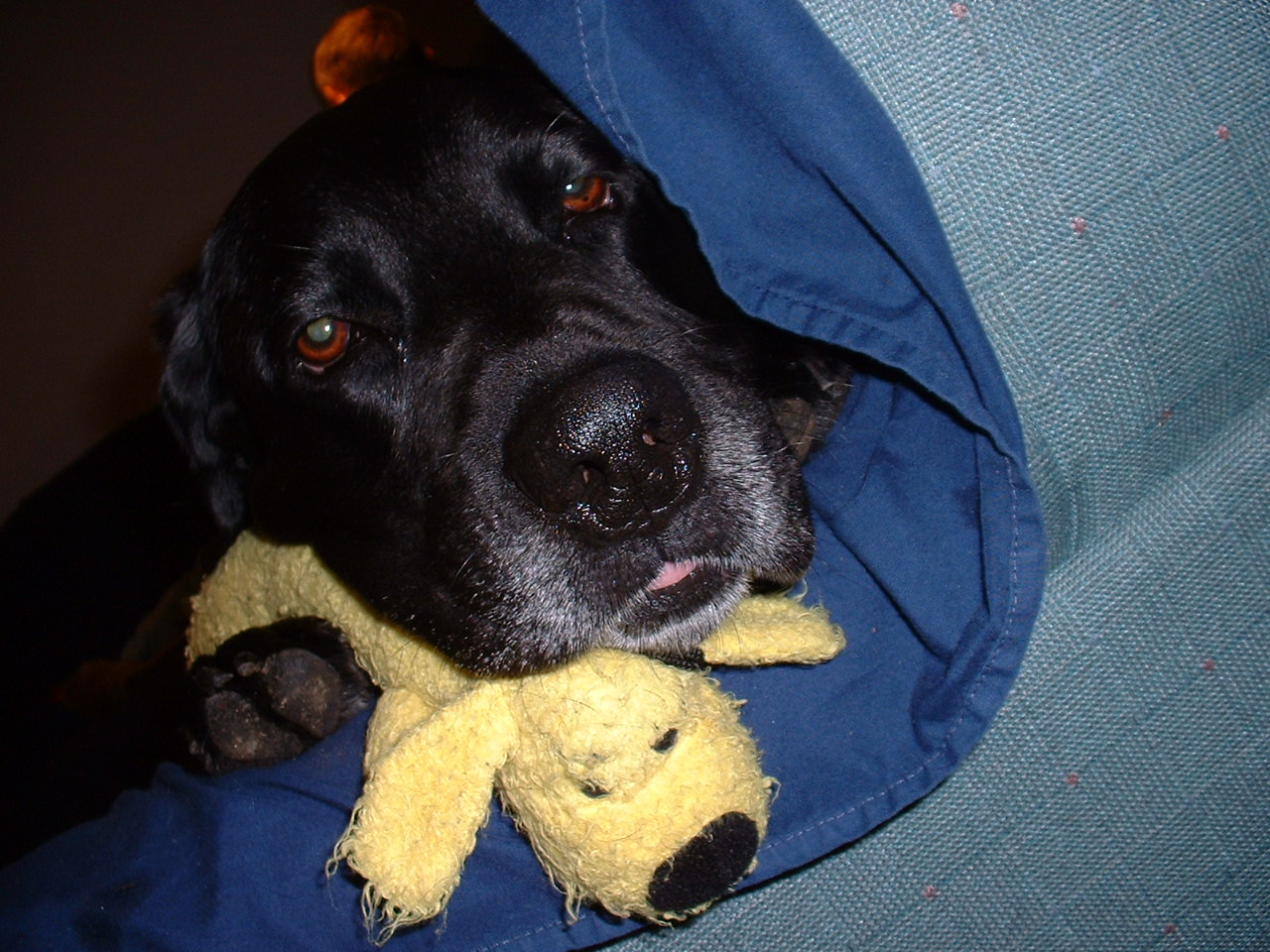 helio black labrador retriever