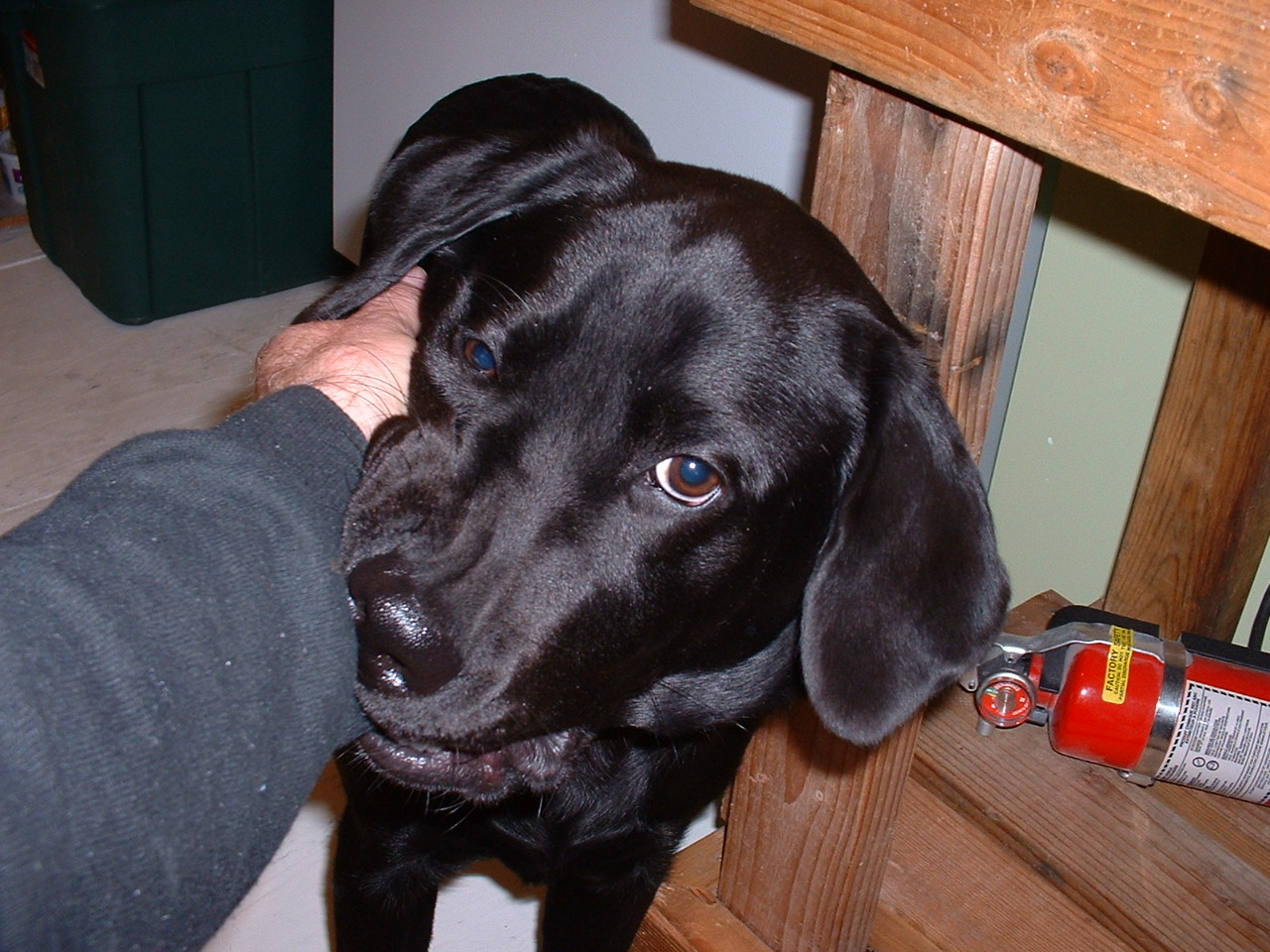 helio black labrador retriever