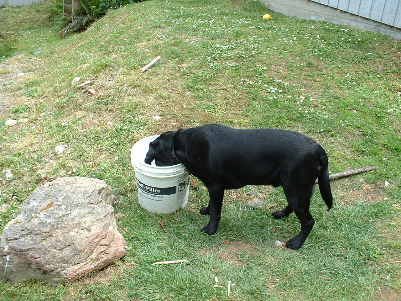 helio black labrador retriever