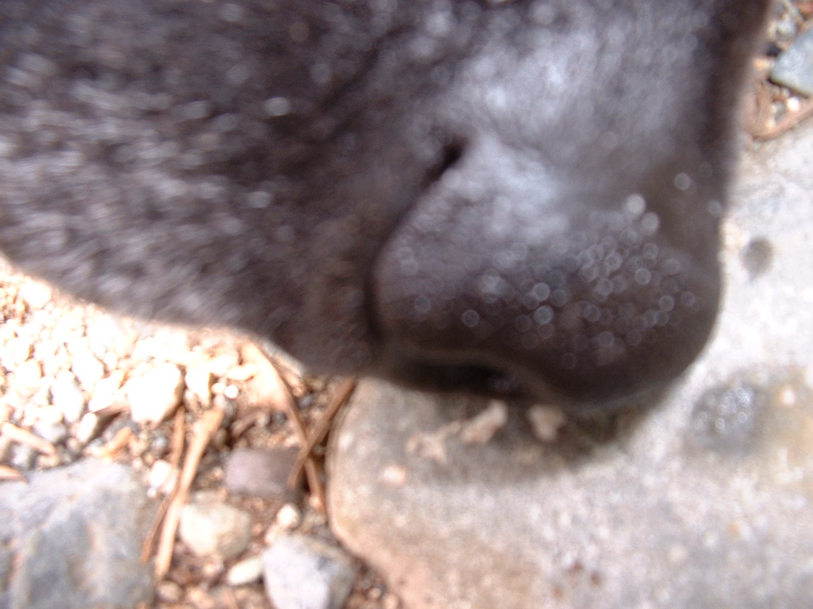 helio black labrador retriever