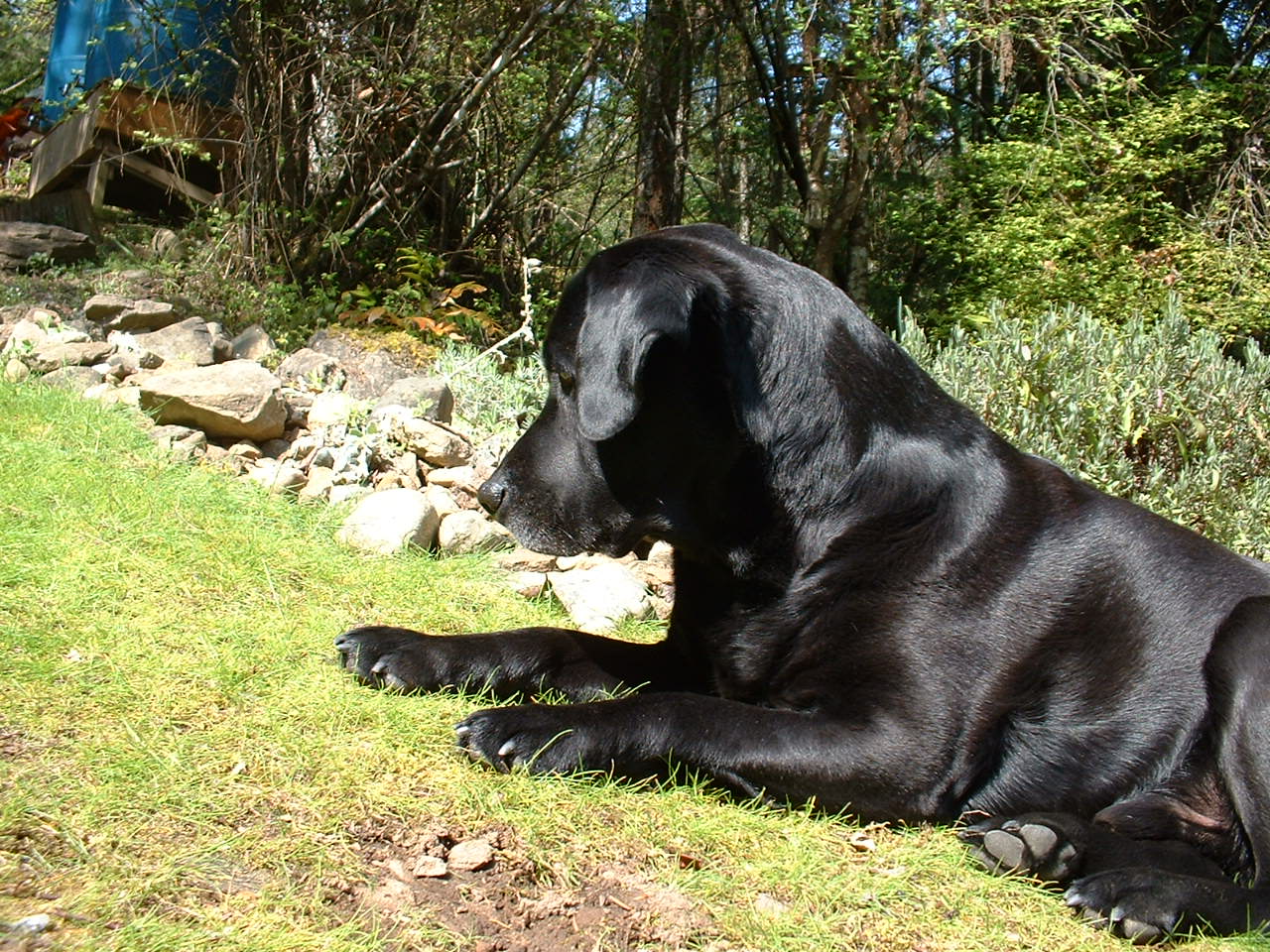 helio black labrador retriever