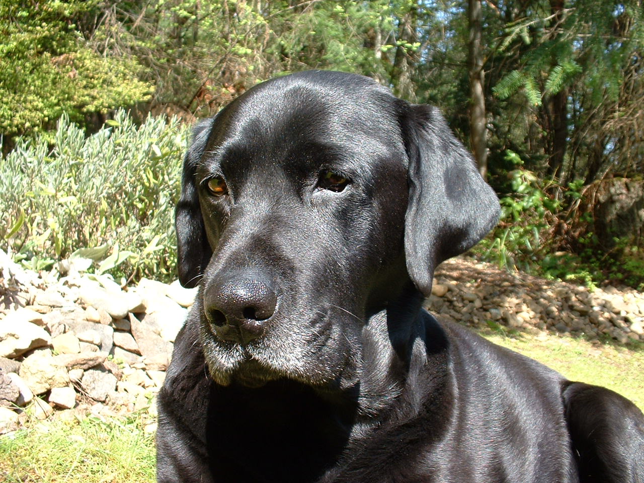 helio black labrador retriever