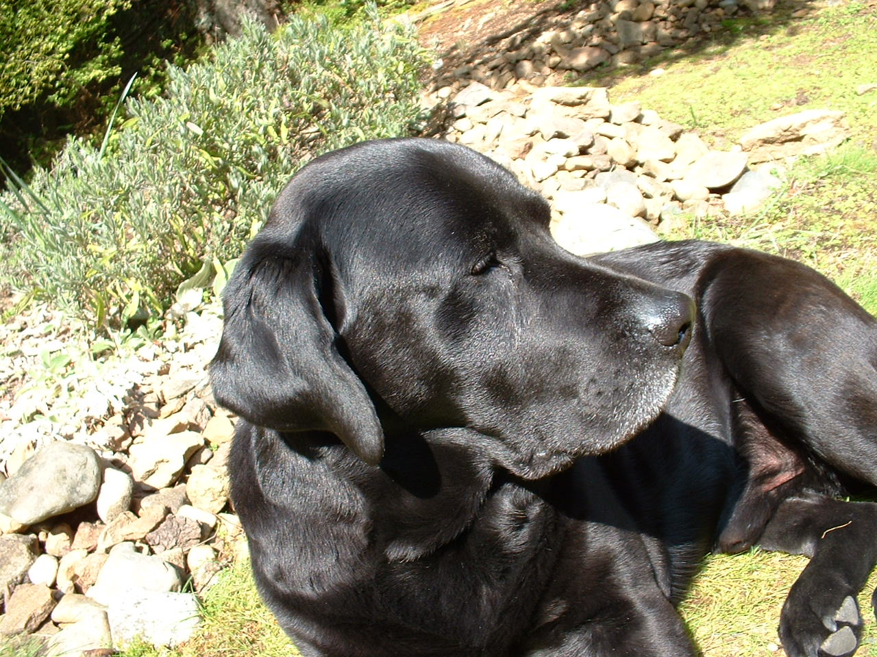 helio black labrador retriever