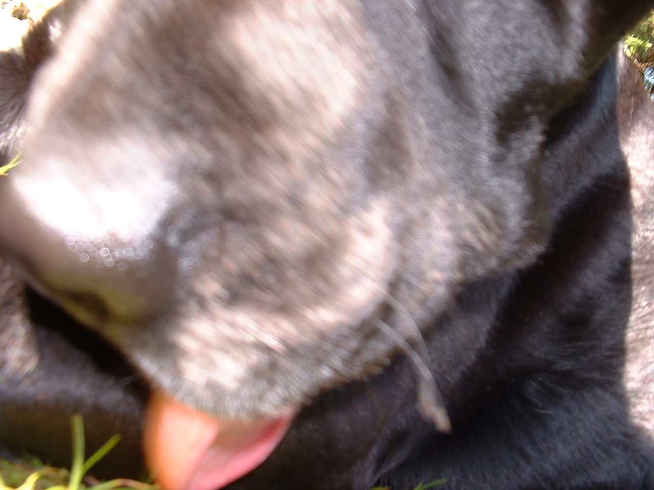 helio black labrador retriever