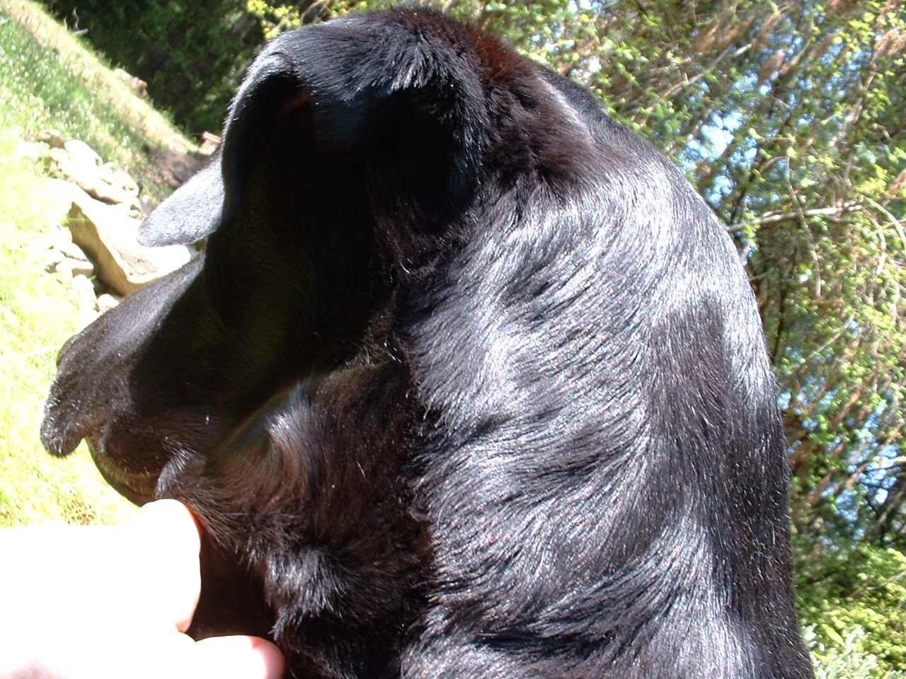 helio black labrador retriever