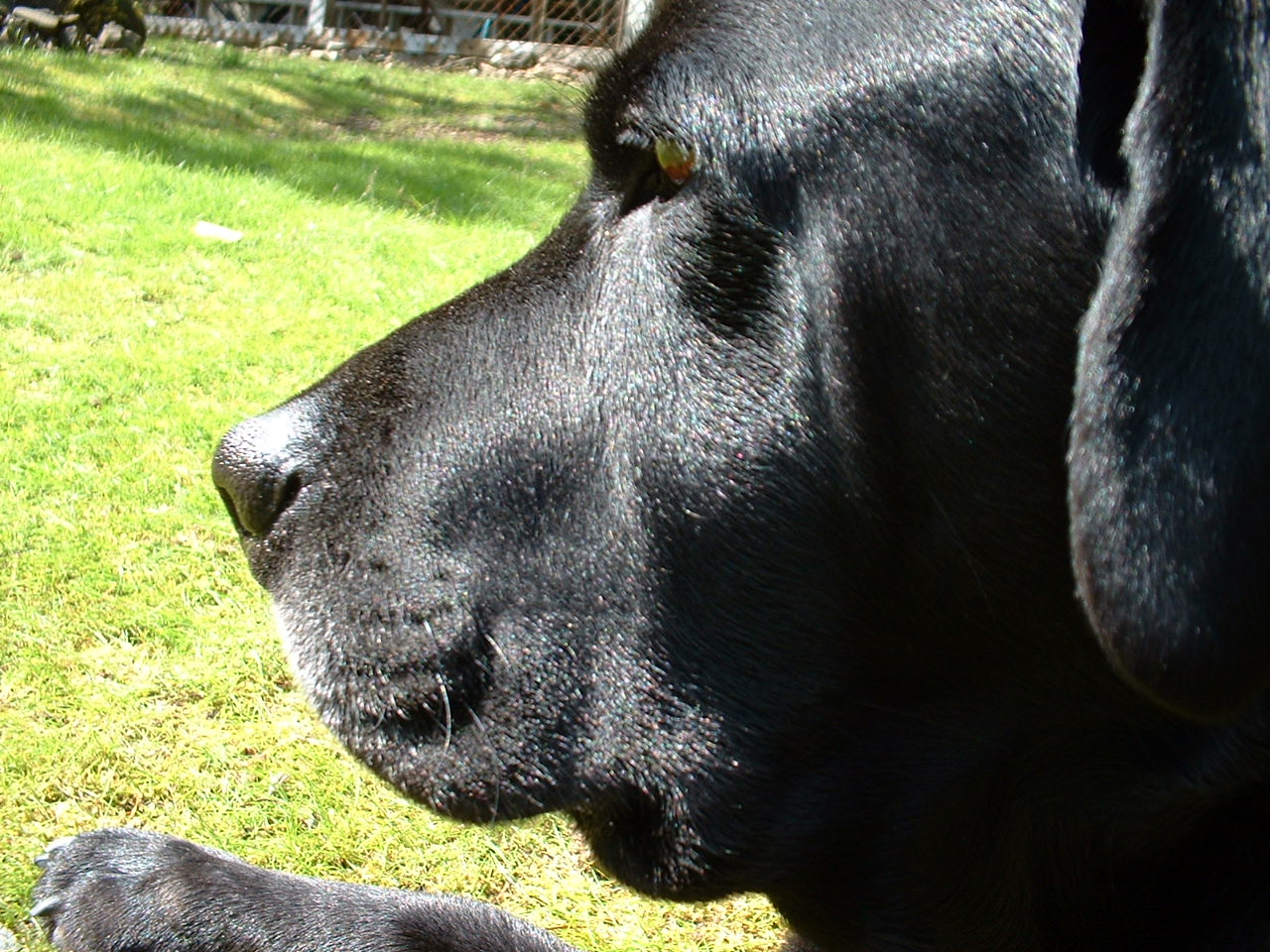 helio black labrador retriever