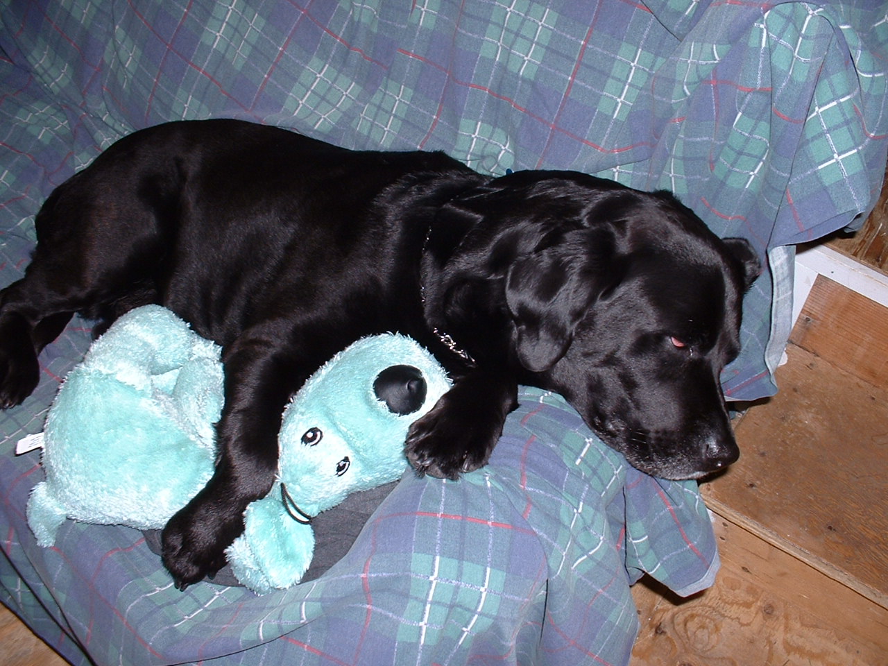 helio black labrador retriever