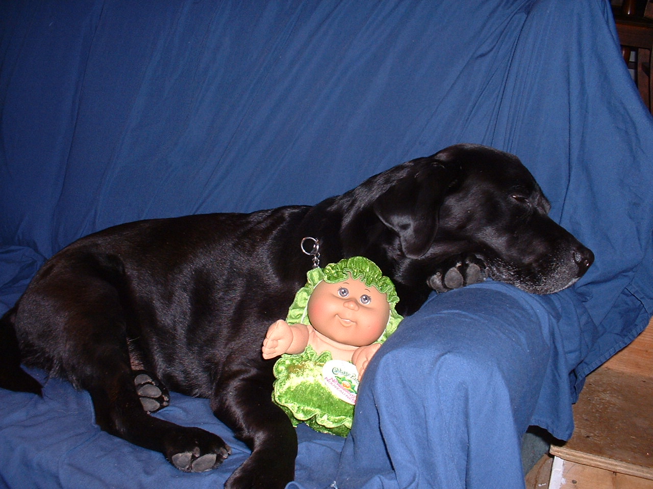 Cabbage patch kid and helio black labrador retriever