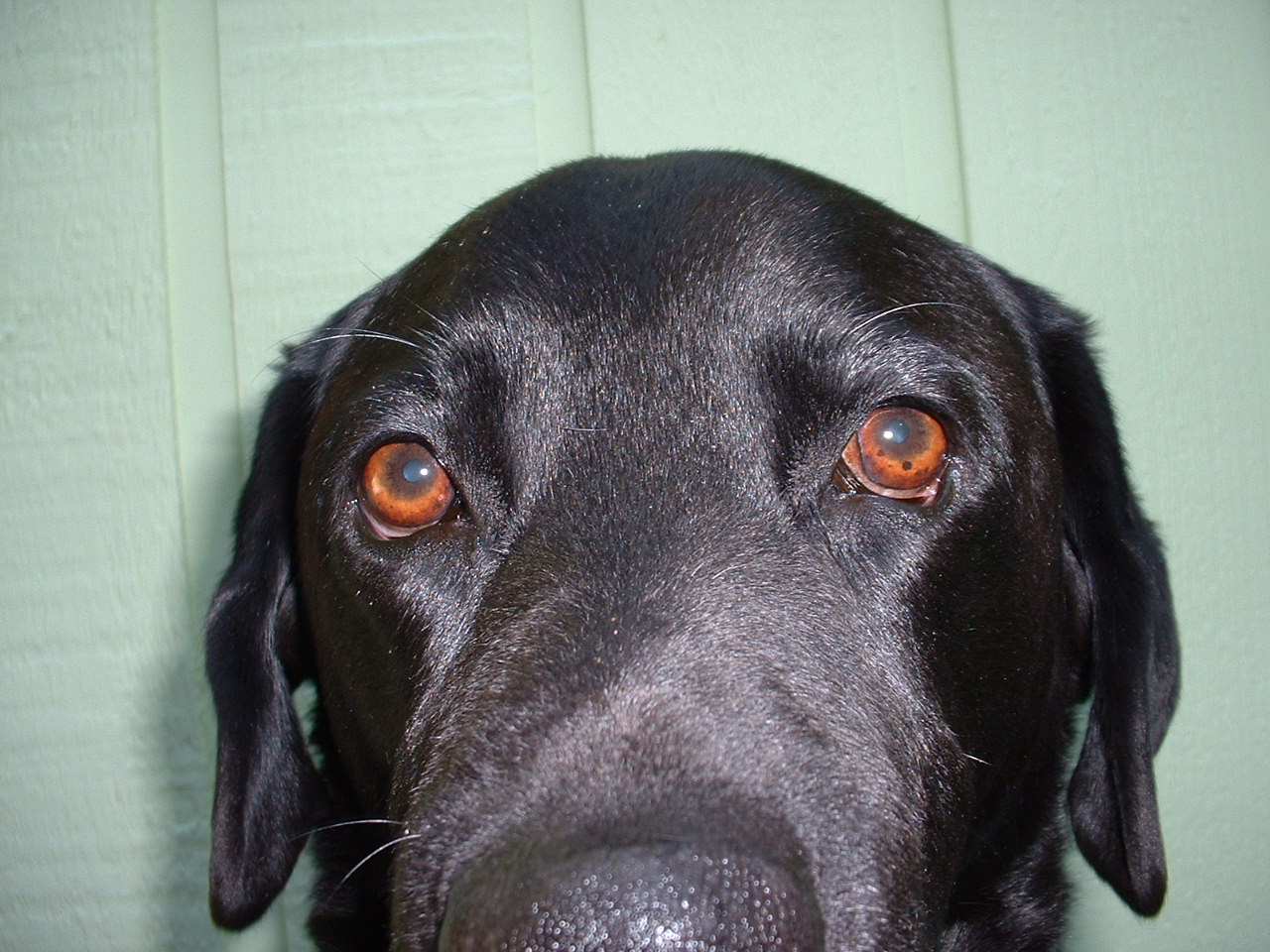 helio black labrador retriever