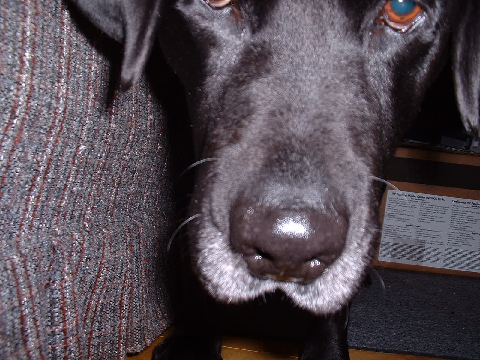 helio black labrador retriever