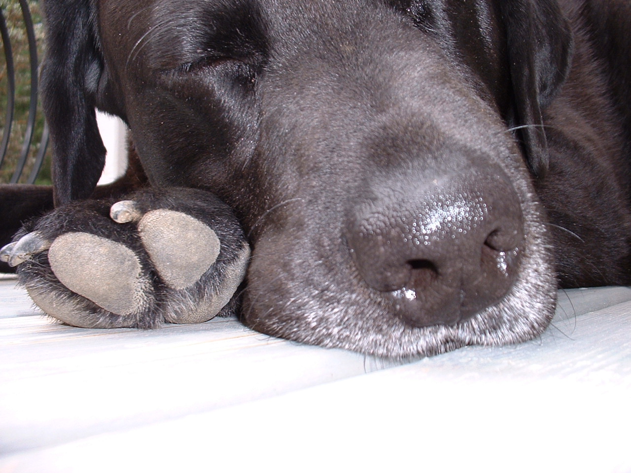 helio black labrador retriever