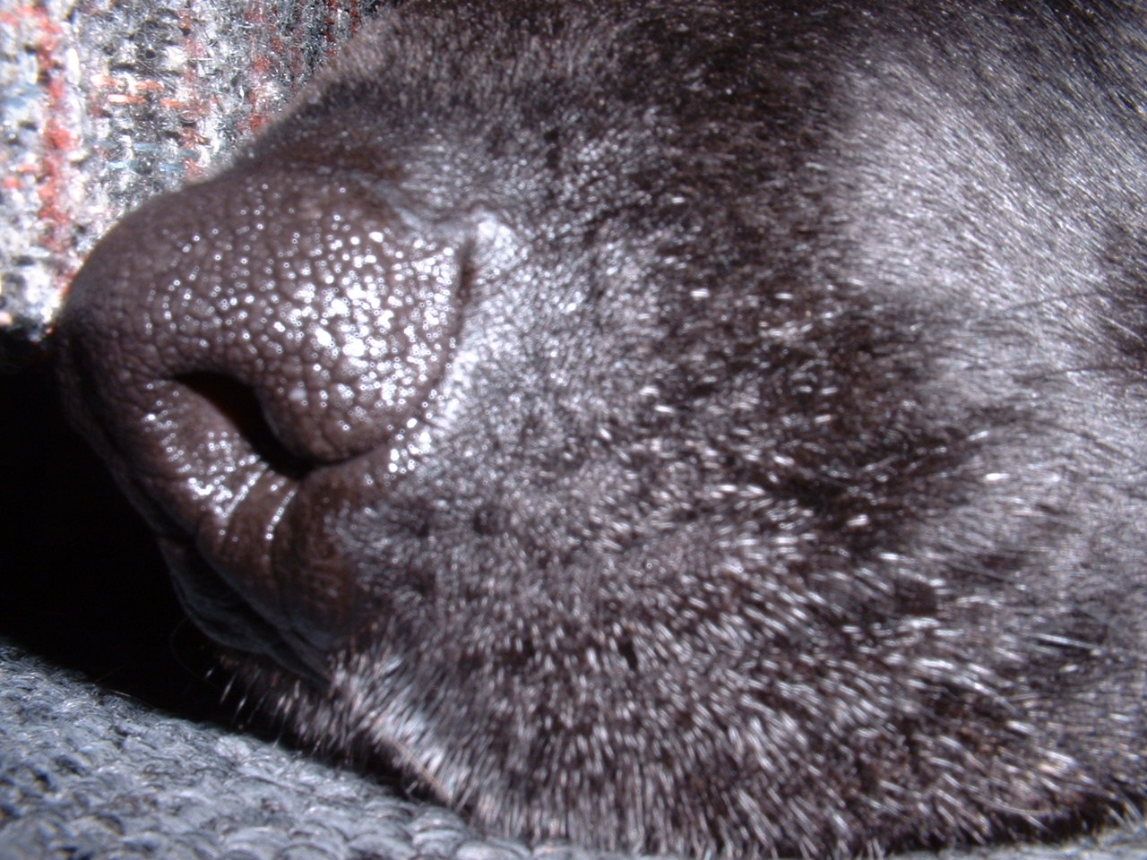 helio black labrador retriever