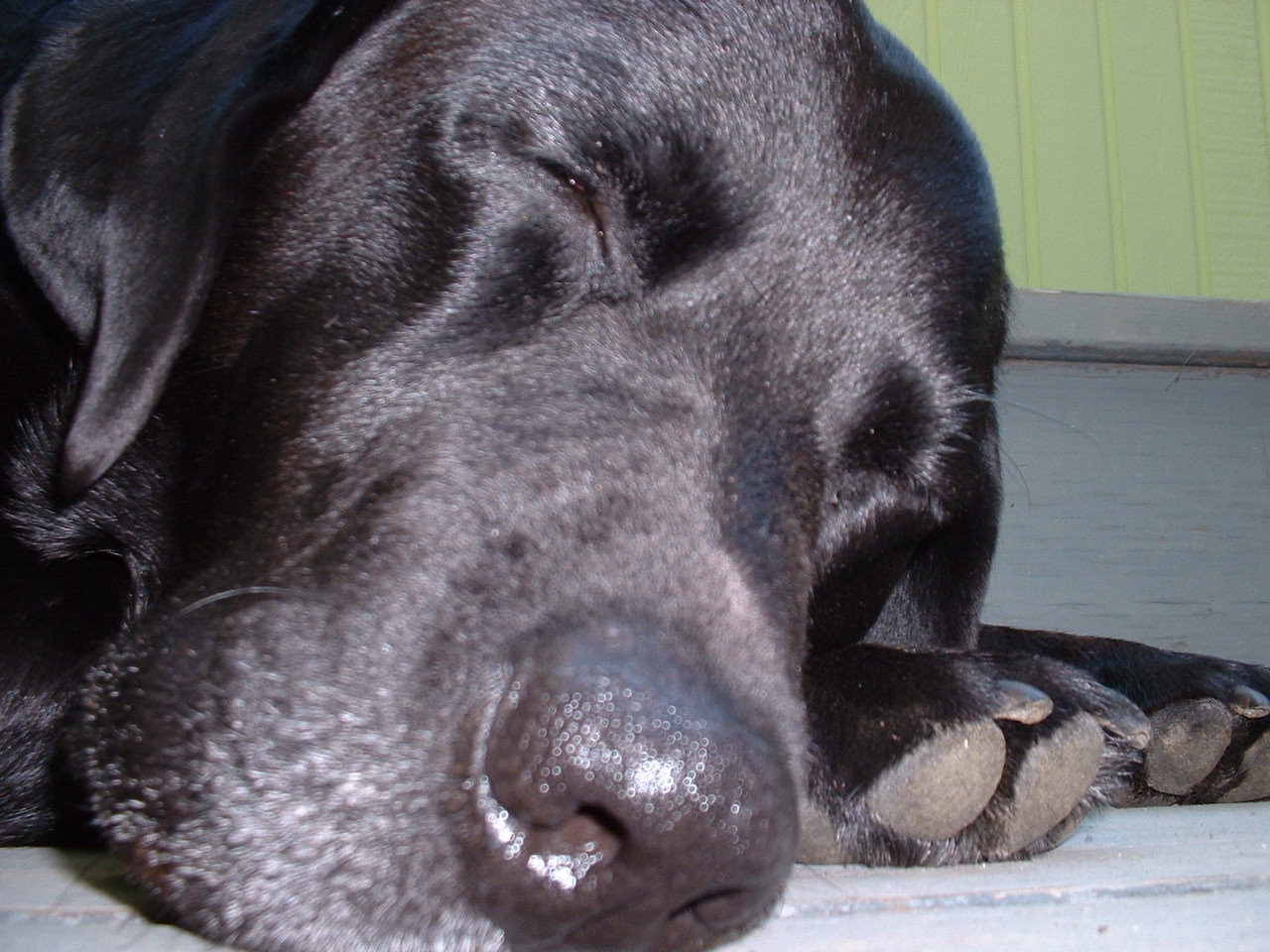 helio black labrador retriever