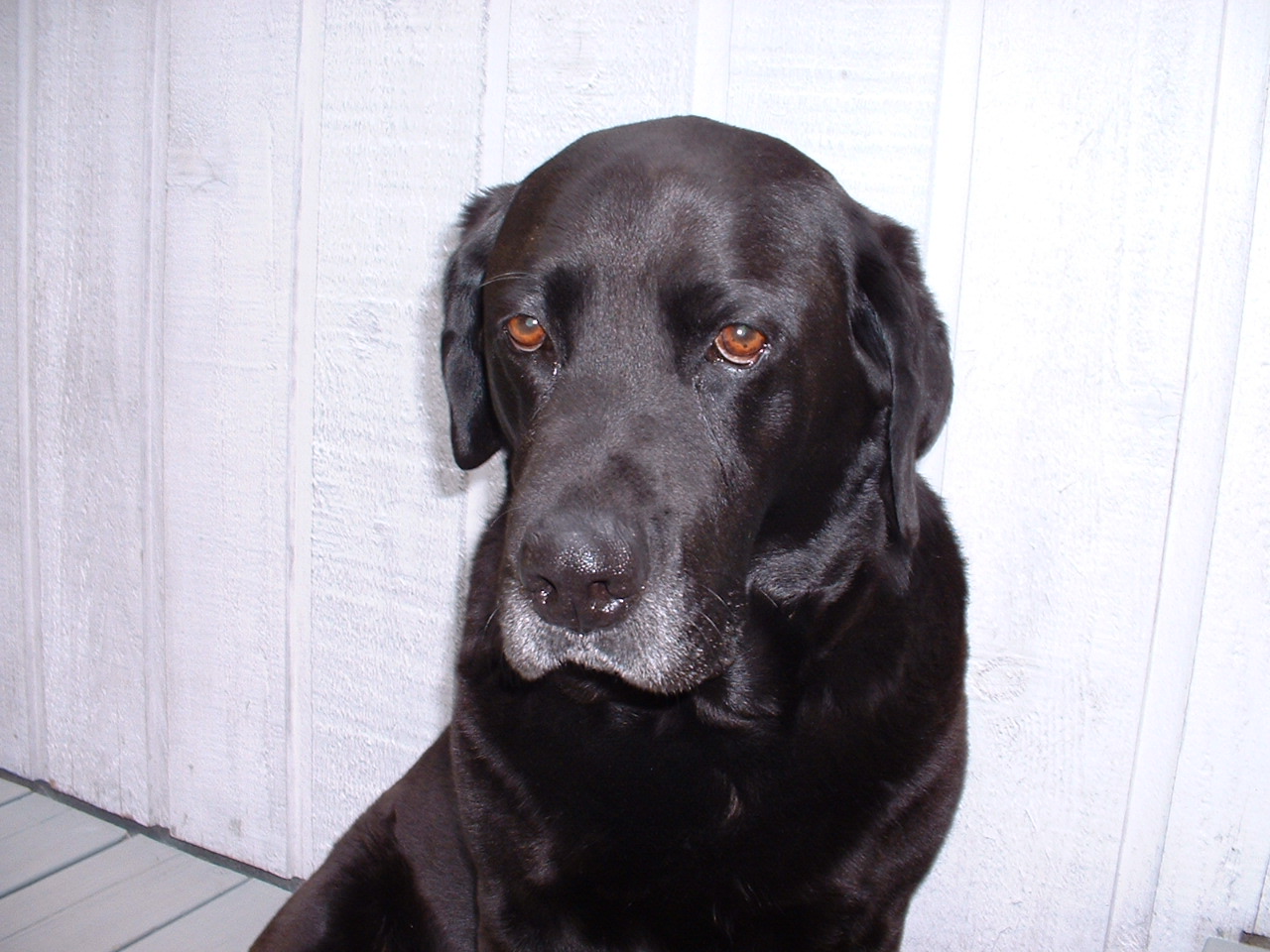 helio black labrador retriever