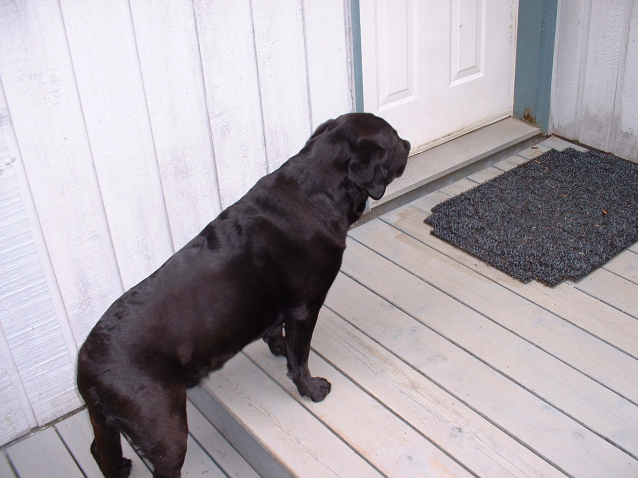 helio black labrador retriever