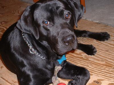 helio black labrador retriever