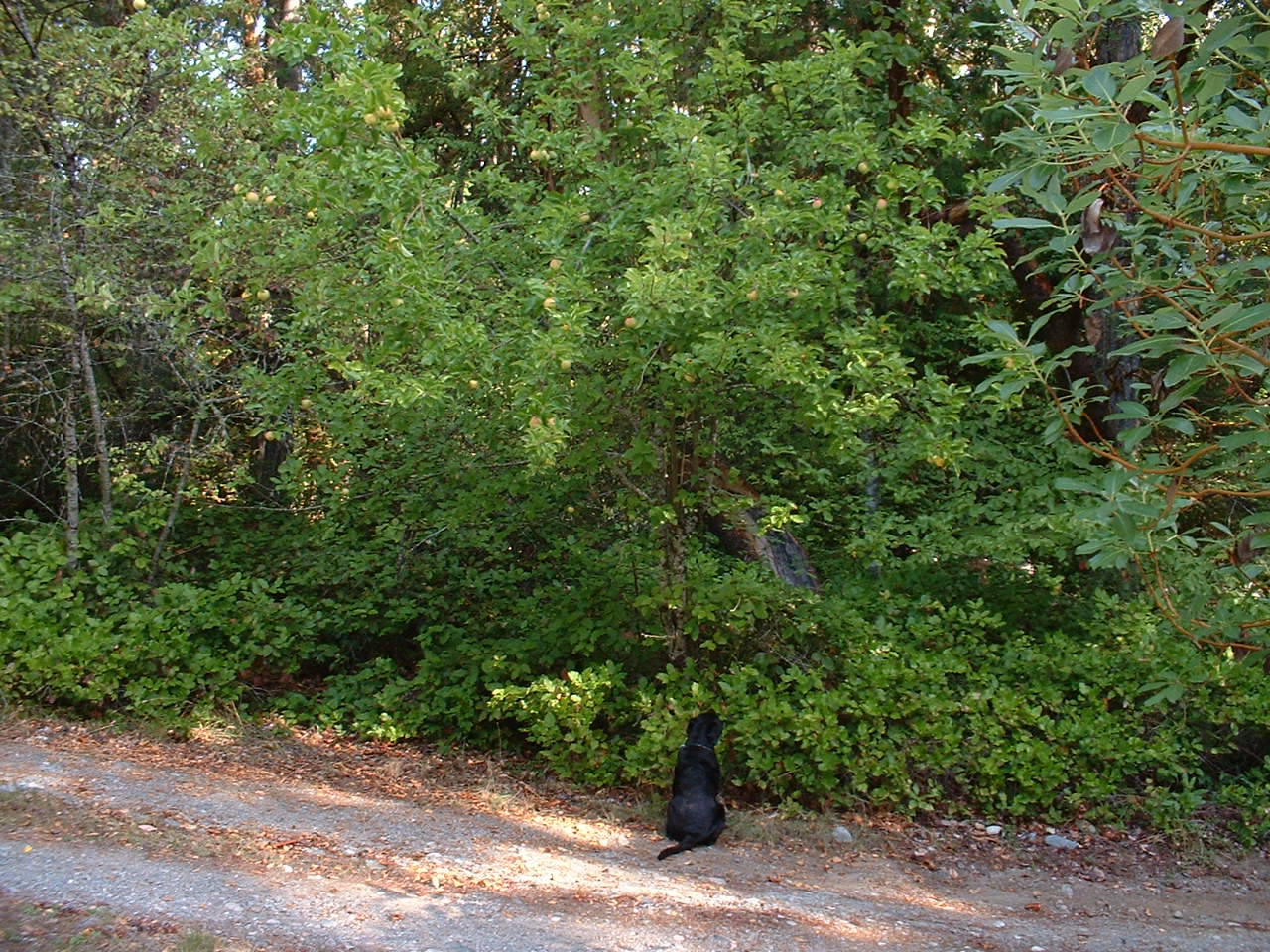 Helio Castroneves Black Labrador Apple Tree
